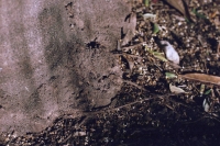 http://www.virguleflottante.com/files/gimgs/th-65_LesFourmis (28).jpg